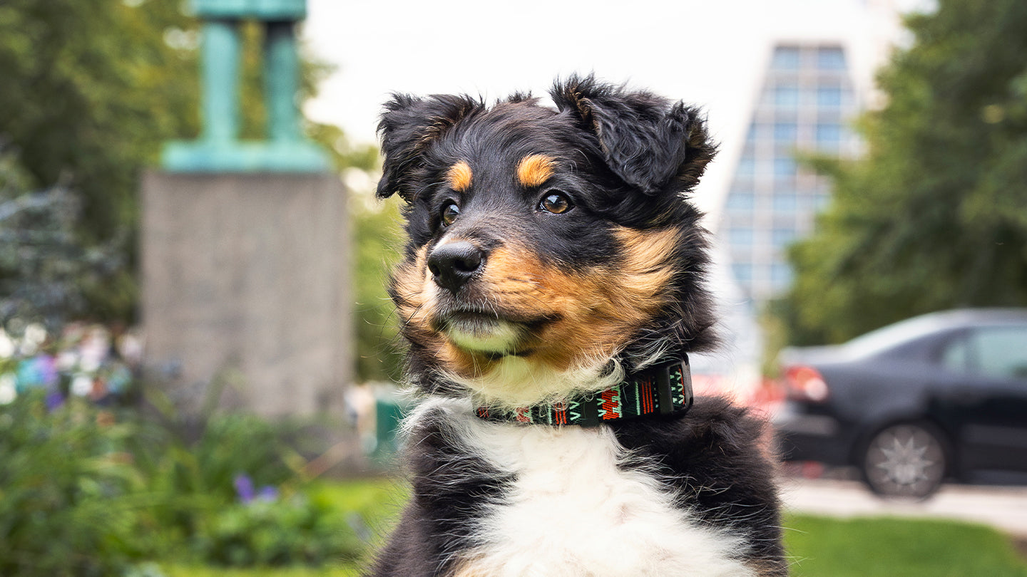 pup in grass